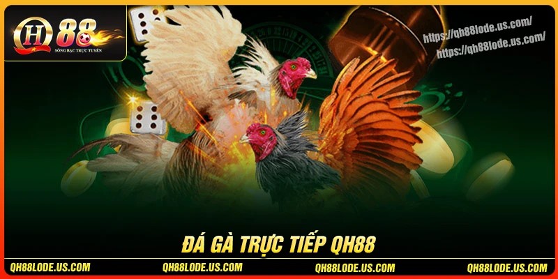 Đá gà QH88 - Thưởng lớn trên những trận đấu kịch tính
